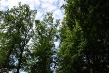 15 ZOMERFEEST (23).JPG